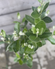 Guava ananásová (Acca Sellowiana Feijoa) Guava ananásová (Acca Sellowiana Feijoa)