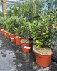 Guava ananásová (Acca Sellowiana Feijoa) Guava ananásová (Acca Sellowiana Feijoa)