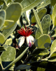 Guava ananásová (Acca Sellowiana Feijoa) Guava ananásová (Acca Sellowiana Feijoa)