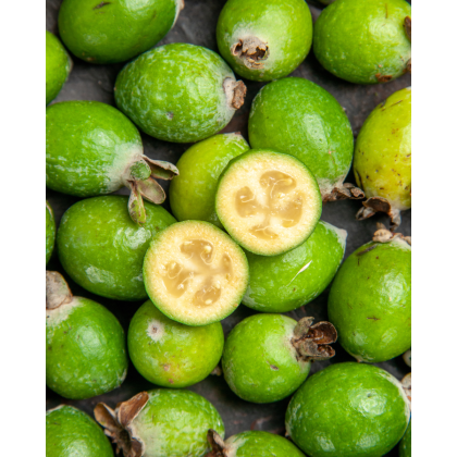 Guava ananásová (Acca Sellowiana Feijoa) Guava ananásová (Acca Sellowiana Feijoa)