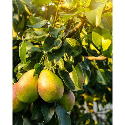 Hruška obyčajná (Pyrus communis) ´HARDYHO MASLOVKA´ Hruška obyčajná (Pyrus communis) ´HARDYHO MASLOVKA´