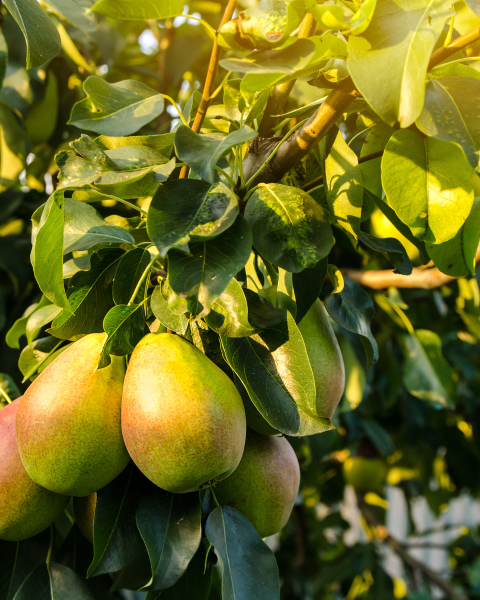 Hruška obyčajná (Pyrus communis) ´HARDYHO MASLOVKA´