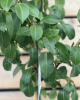 Hruška obyčajná (Pyrus communis) ´HARDYHO MASLOVKA´