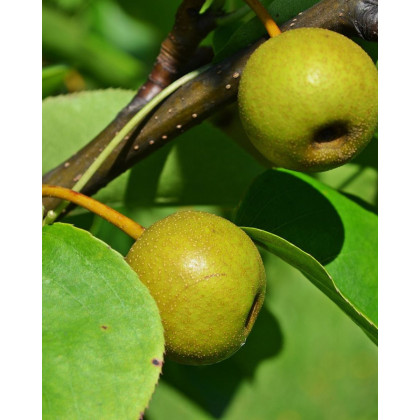 Ázijská hruška (Pyrus Pyrifolia) ´CHOJURO´ Ázijská hruška (Pyrus Pyrifolia) ´CHOJURO´