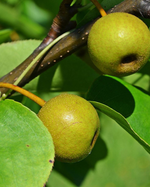 Ázijská hruška (Pyrus Pyrifolia) ´CHOJURO´ Ázijská hruška (Pyrus Pyrifolia) ´CHOJURO´