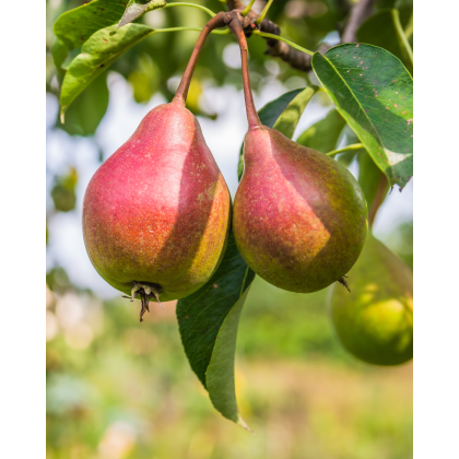 Hruška obyčajná (Pyrus communis) ´CLAPPOVA´ Hruška obyčajná (Pyrus communis) ´CLAPPOVA´