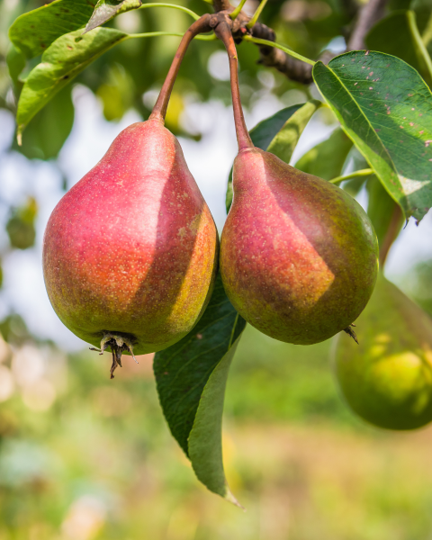 Hruška obyčajná (Pyrus communis) ´CLAPPOVA´ Hruška obyčajná (Pyrus communis) ´CLAPPOVA´