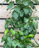 Mini hruška nízkokmenná (Pyrus communis) ´GARDEN PEARL´®