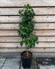 Mini hruška nízkokmenná (Pyrus communis) ´GARDEN PEARL´®
