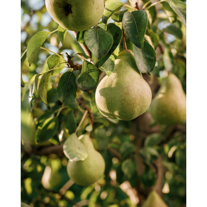 Hruška obyčajná (Pyrus communis) ´DECANA´ Hruška obyčajná (Pyrus communis) ´DECANA´