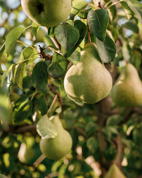 Hruška obyčajná (Pyrus communis) ´DECANA´ Hruška obyčajná (Pyrus communis) ´DECANA´