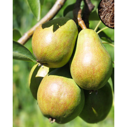 Hruška obyčajná (Pyrus Communis) ´MOSCATELLA´ Hruška obyčajná (Pyrus Communis) ´MOSCATELLA´