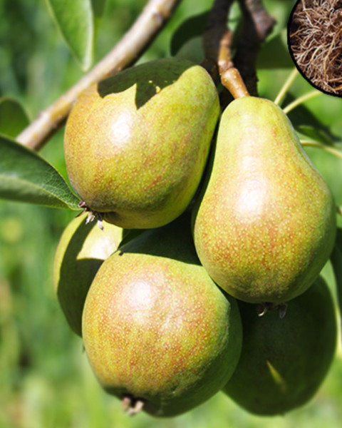 Hruška obyčajná (Pyrus Communis) ´MOSCATELLA´ Hruška obyčajná (Pyrus Communis) ´MOSCATELLA´