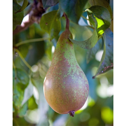 Hruška obyčajná (Pyrus communis) ´KONFERENCIA´ Hruška obyčajná (Pyrus communis) ´KONFERENCIA´