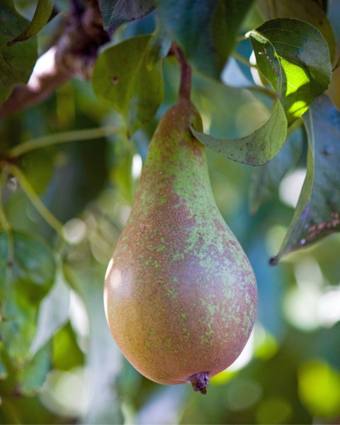 Hruška obyčajná (Pyrus communis) ´KONFERENCIA´ Hruška obyčajná (Pyrus communis) ´KONFERENCIA´