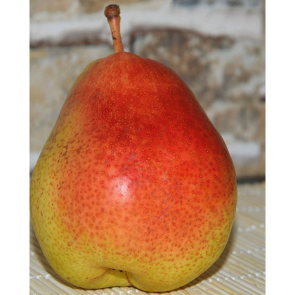 Hruška obyčajná (Pyrus communis) ´FAVORITKA´ Hruška obyčajná (Pyrus communis) ´FAVORITKA´