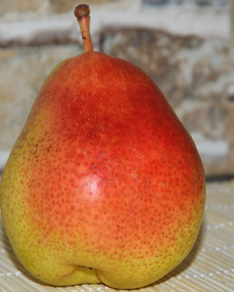 Hruška obyčajná (Pyrus communis) ´FAVORITKA´