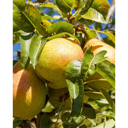 Hruška obyčajná (Pyrus communis) ´LUCASOVA´ Hruška obyčajná (Pyrus communis) ´LUCASOVA´