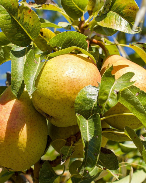 Hruška obyčajná (Pyrus communis) ´LUCASOVA´ Hruška obyčajná (Pyrus communis) ´LUCASOVA´