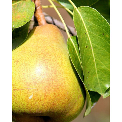Hruška obyčajná (Pyrus communis) ´CAROLA´ Hruška obyčajná (Pyrus communis) ´CAROLA´