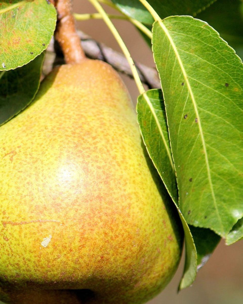 Hruška obyčajná (Pyrus communis) ´CAROLA´ Hruška obyčajná (Pyrus communis) ´CAROLA´