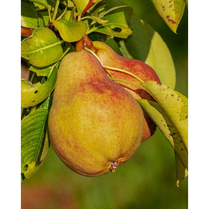 Hruška obyčajná (Pyrus communis) ´DICOLOR´ Hruška obyčajná (Pyrus communis) ´DICOLOR´