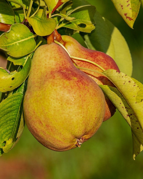 Hruška obyčajná (Pyrus communis) ´DICOLOR´