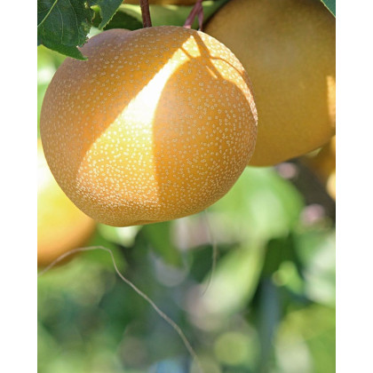 Ázijská hruška (Pyrus Pyrifolia) ´EARLY SHU´ Ázijská hruška (Pyrus Pyrifolia) ´EARLY SHU´