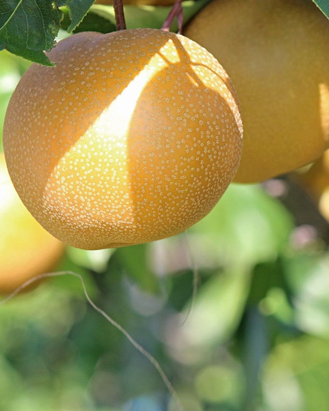 Ázijská hruška (Pyrus Pyrifolia) ´EARLY SHU´ Ázijská hruška (Pyrus Pyrifolia) ´EARLY SHU´