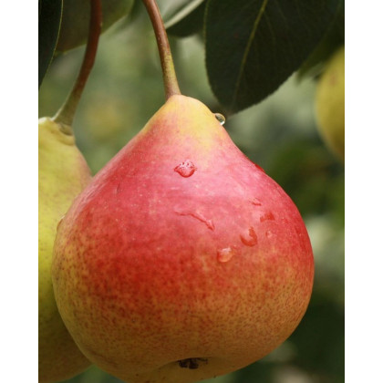 Hruška obyčajná (Pyrus communis) ´FAVORITKA´ Hruška obyčajná (Pyrus communis) ´FAVORITKA´