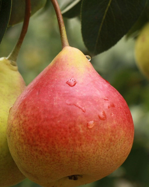 Hruška obyčajná (Pyrus communis) ´FAVORITKA´ Hruška obyčajná (Pyrus communis) ´FAVORITKA´