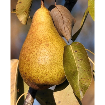 Hruška obyčajná (Pyrus Communis) ´HARDYHO MASLOVKA´ Hruška obyčajná (Pyrus Communis) ´HARDYHO MASLOVKA´