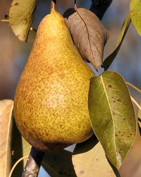 Hruška obyčajná (Pyrus Communis) ´HARDYHO MASLOVKA´ Hruška obyčajná (Pyrus Communis) ´HARDYHO MASLOVKA´