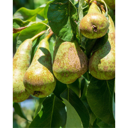 Hruška obyčajná (Pyrus communis) ´KONFERENCIA´ Hruška obyčajná (Pyrus communis) ´KONFERENCIA´