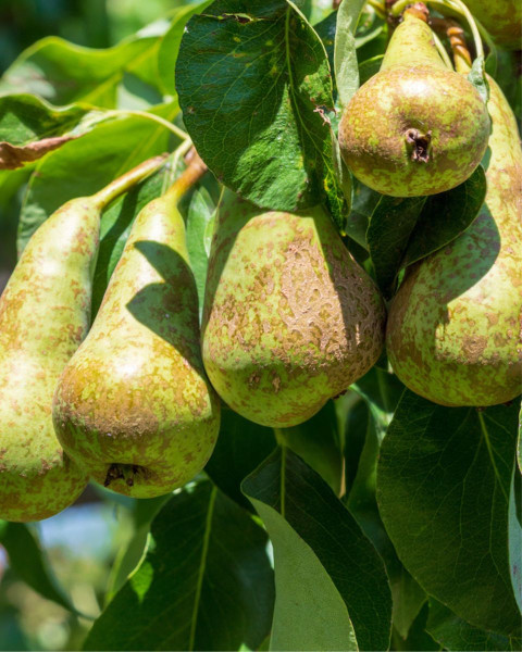 Hruška obyčajná (Pyrus communis) ´KONFERENCIA´