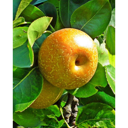 Ázijská hruška (Pyrus pyrifolia) ´SHINSEIKI´ Ázijská hruška (Pyrus pyrifolia) ´SHINSEIKI´