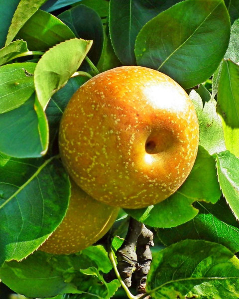 Ázijská hruška (Pyrus pyrifolia) ´SHINSEIKI´ Ázijská hruška (Pyrus pyrifolia) ´SHINSEIKI´