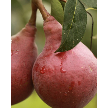 Hruška obyčajná (Pyrus communis) ´RED WILLIAMS´ Hruška obyčajná (Pyrus communis) ´RED WILLIAMS´