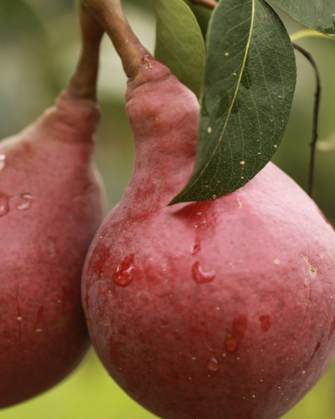 Hruška obyčajná (Pyrus communis)  ´RED WILLIAMS´