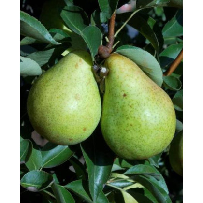 Hruška obyčajná (Pyrus communis) ´WILLIAMS´ Hruška obyčajná (Pyrus communis) ´WILLIAMS´