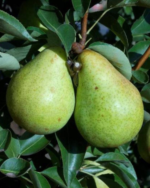 Hruška obyčajná (Pyrus communis) ´WILLIAMS´ Hruška obyčajná (Pyrus communis) ´WILLIAMS´