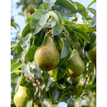 Hruška obyčajná (Pyrus communis) ´KAISER´ Hruška obyčajná (Pyrus communis) ´KAISER´
