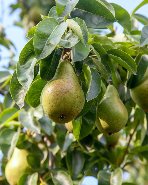 Hruška obyčajná (Pyrus communis) ´KAISER´ Hruška obyčajná (Pyrus communis) ´KAISER´