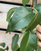 Hruška obyčajná (Pyrus communis) ´KAISER´