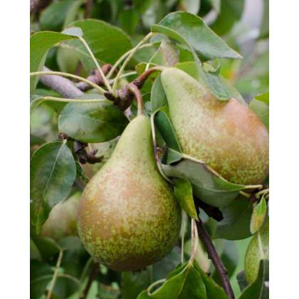 Hruška obyčajná (Pyrus communis) ´KONFERENCIA´ Hruška obyčajná (Pyrus communis) ´KONFERENCIA´