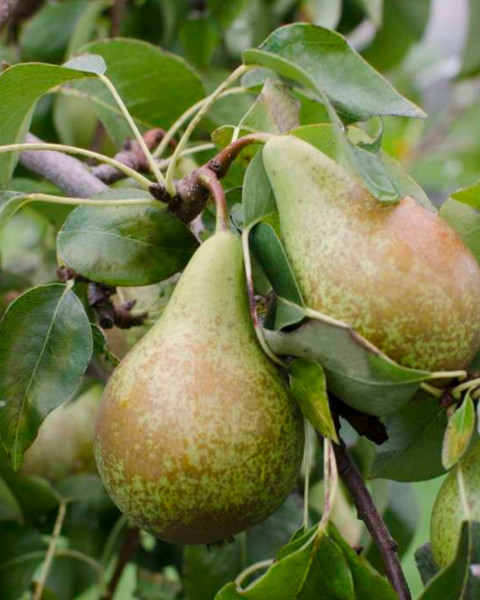 Hruška obyčajná (Pyrus communis) ´KONFERENCIA´ 