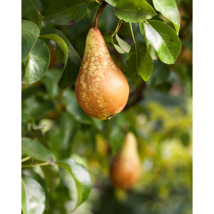 Hruška obyčajná (Pyrus communis) ´KONFERENCIA´ Hruška obyčajná (Pyrus communis) ´KONFERENCIA´
