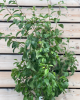Hruška obyčajná (Pyrus communis) ´KONFERENCIA´