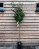 Hruška obyčajná (Pyrus communis) ´KONFERENCIA´