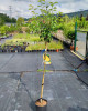  Hruška obyčajná (Pyrus Communis) ´MOSCATELLA´